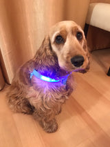 Safety Glowing Pet Harness With LED