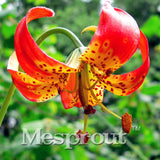 100 Seeds Per Pack - 20 Colors Lily Seeds By Mesprout