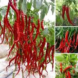 200 Seeds Per Pack - Giant Chili Hot Pepper