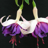 40 Seeds Per Pack - Fuchsia Seed Pods