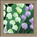 40 Seeds per Pack - Lily of the Valley