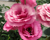 20 Seeds Per Pack - Common Snowdrop Flower